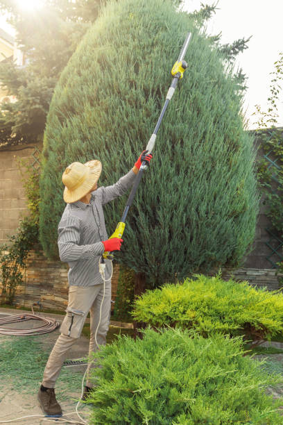 Best Tree Pruning Services  in Cokato, MN